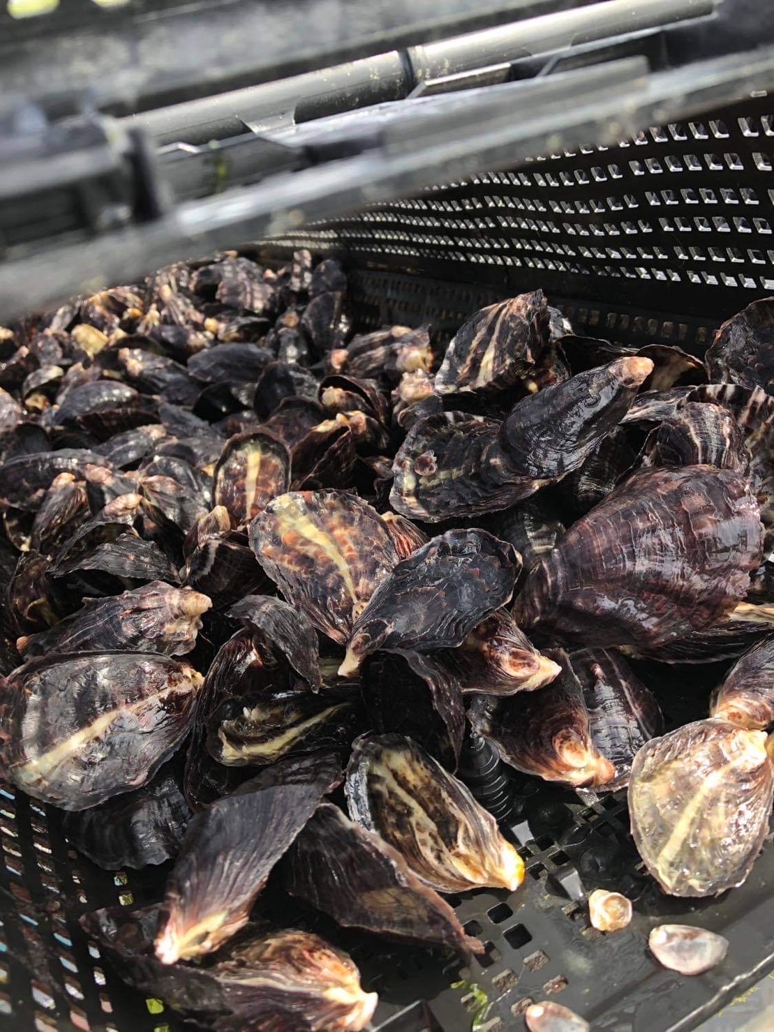 Image: https://www.jwoashop.jp/suppliers_image/694/694_20230609_16862890051f7977a01933f8c904e12436868f6aac0314b3da.jpg